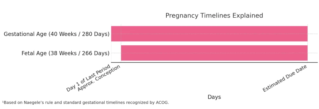 A horizontal timeline chart titled “Pregnancy Timelines Explained” with two light-pink bars. The top bar, labeled “Gestational Age (40 Weeks / 280 Days),” begins at “Day 1 of Last Period” and runs to “Estimated Due Date.” The nested bar below, labeled “Fetal Age (38 Weeks / 266 Days),” starts at “Approx. Conception” (about two weeks in) and also ends at the due date, visually illustrating the two-week difference. The x-axis is marked “Days (scaled)” with ticks at the start of the period, conception, and due date.