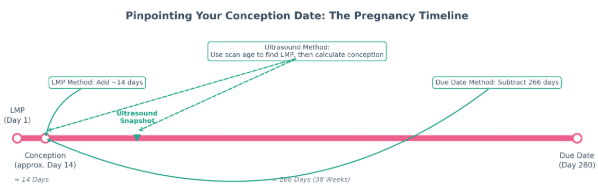 A timeline that visually explains the fixed relationship between the three key dates: LMP, Conception, and Due Date. It shows how knowing any one point on the timeline allows you to "triangulate" the others.