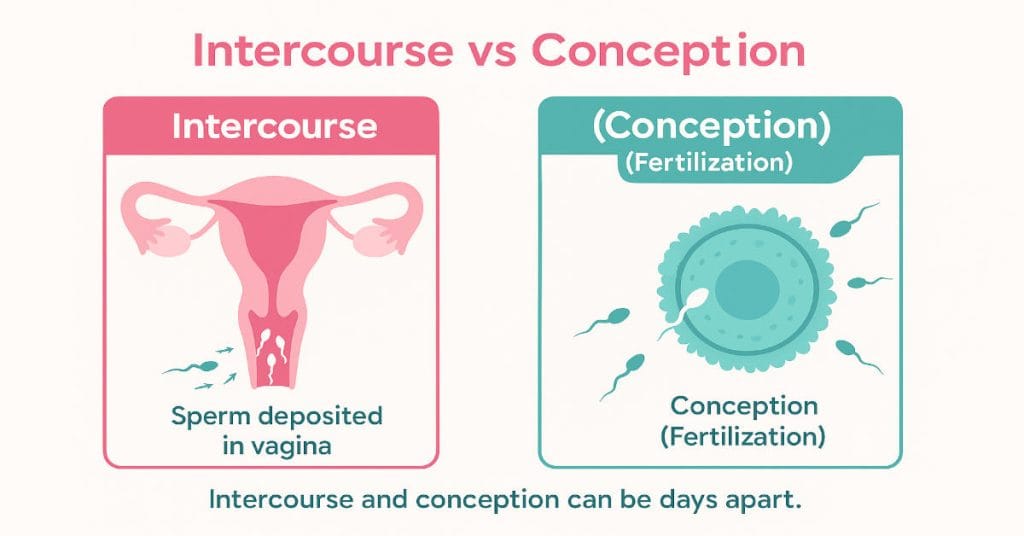 Diagram showing the difference between intercourse and conception.