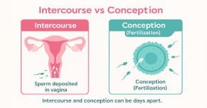Conception date vs intercourse date explained